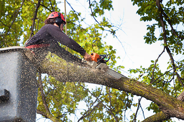 The Steps Involved in Our Tree Care Process in Progress Village, FL